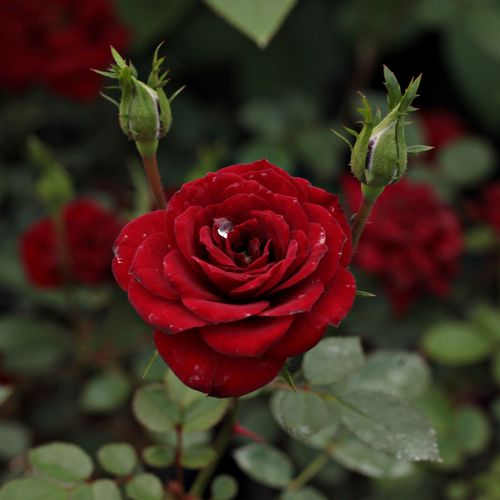 Gärtnerei - Rosa Lollipop™ - rot - zwergrosen - diskret duftend - Ralph S. Moore - Gruppenweise üpppig blühend, geeignet für Verschönern von Randbeeten.